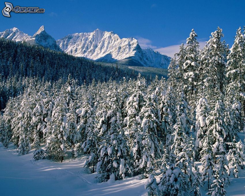 snowy forest, snowy mountains