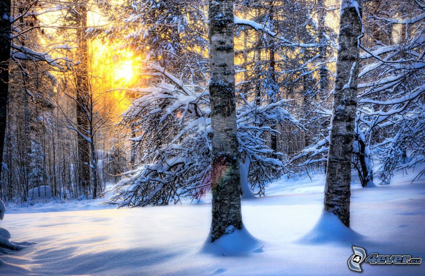 snowy forest, sunset in forest