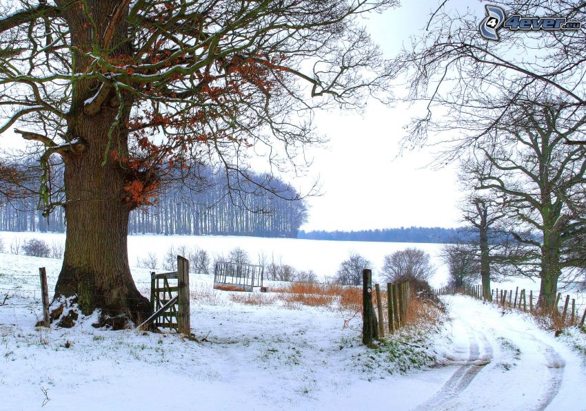 snowy landscape, England, huge tree, field path, snow-covered road, fence, forest, snow