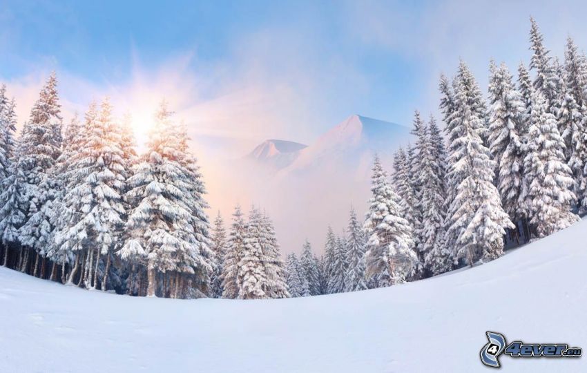 snowy landscape, snowy forest, sun