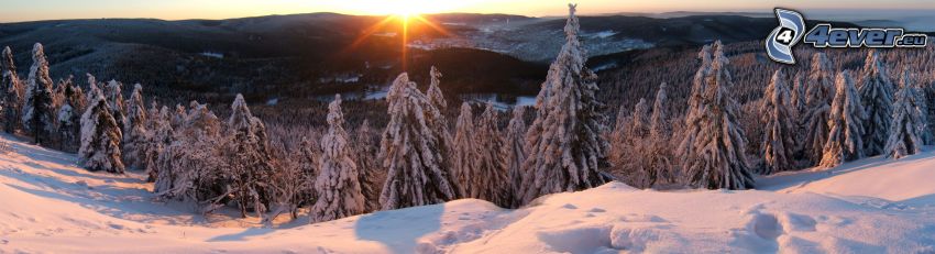snowy trees, coniferous forest, snow, sun, winter landscape