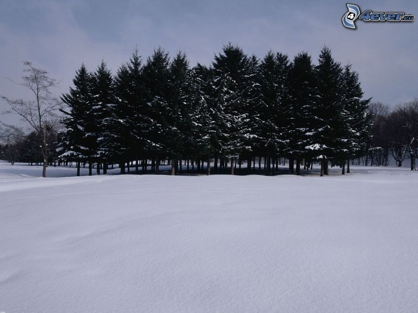 snowy trees, grove
