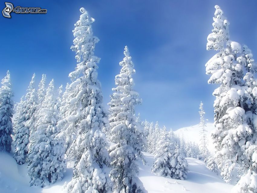 snowy trees, sky