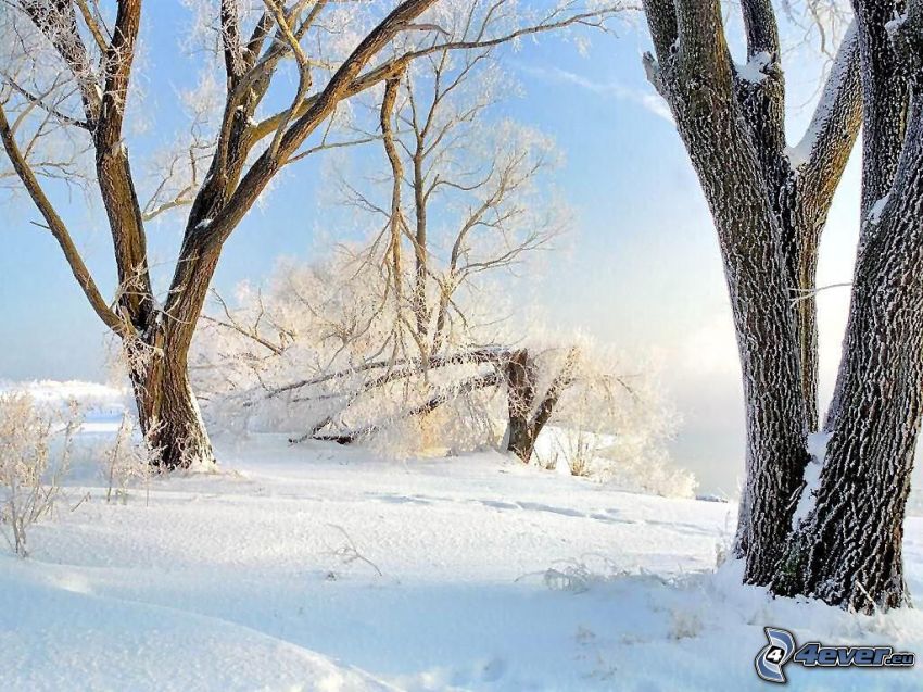 snowy trees, winter, branches