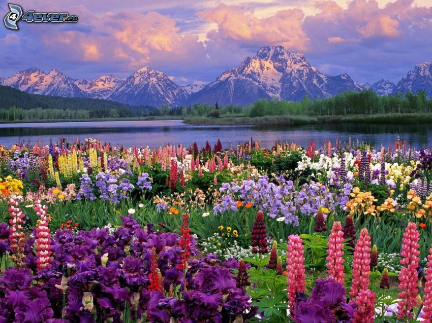 spring flowers, snowy mountains, River