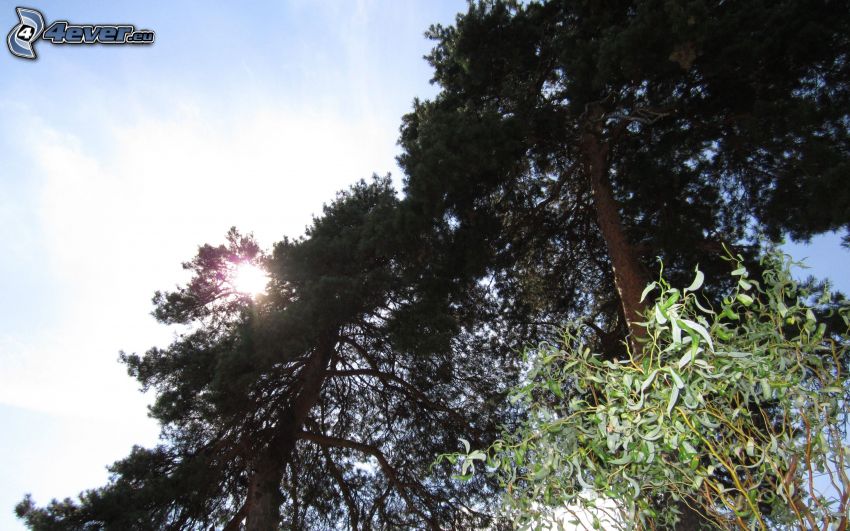 sunbeams, pine, trees, sky