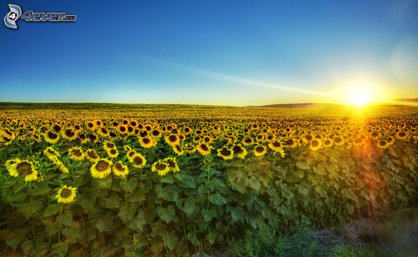 sunflower field, sunset in the field, horizon, sky