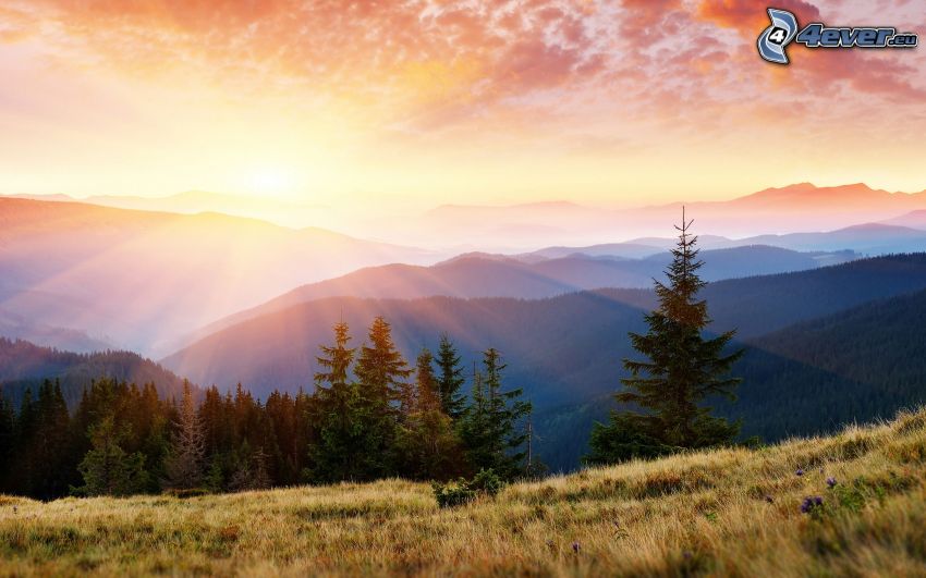 sunset over mountains, mountains, sunbeams, coniferous forest, meadow, sky
