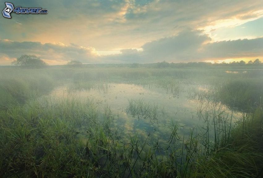 swamp, sunset, high grass, fog
