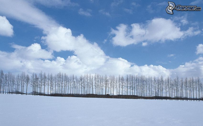 tree line, snowy meadow, clouds