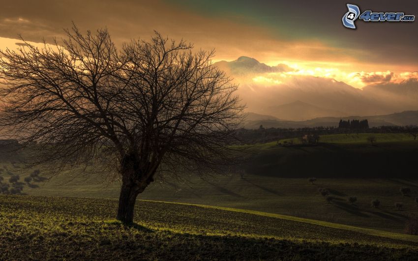 tree over the field, lonely tree, sunset, meadows