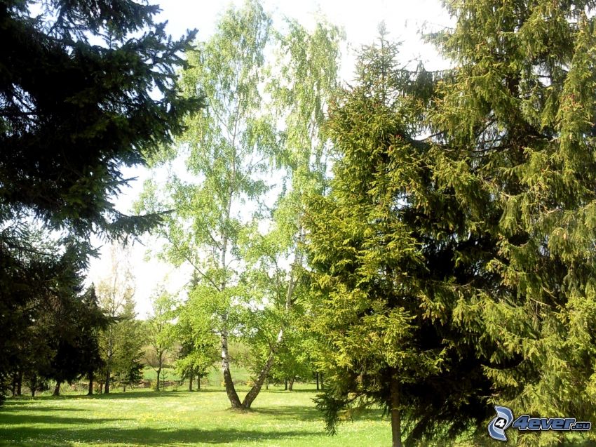 trees in park, birch, coniferous trees