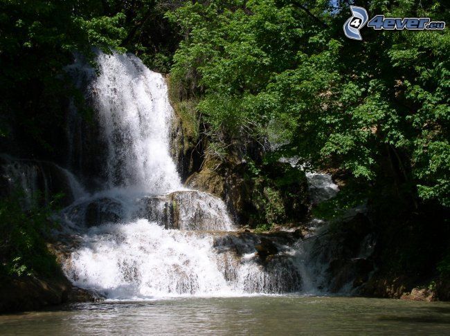waterfall, spreading tree