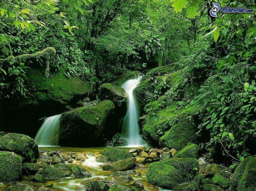 waterfall in forest, rocks