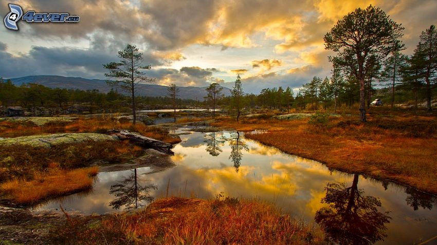 wetlands, trees, sunset, reflection