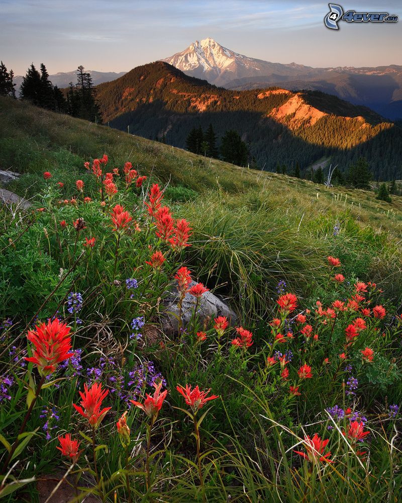 Willamette National Forest, wild flowers, mountains