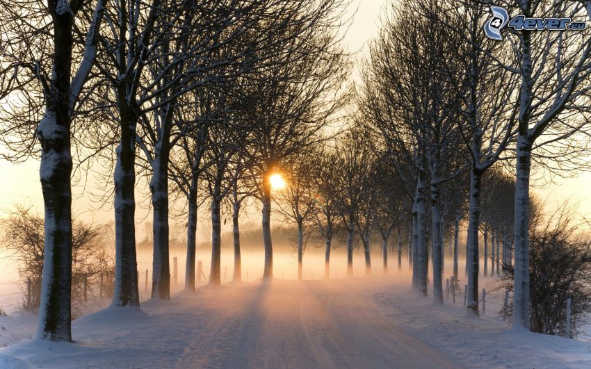 winter landscape, snow-covered road, trees, sun
