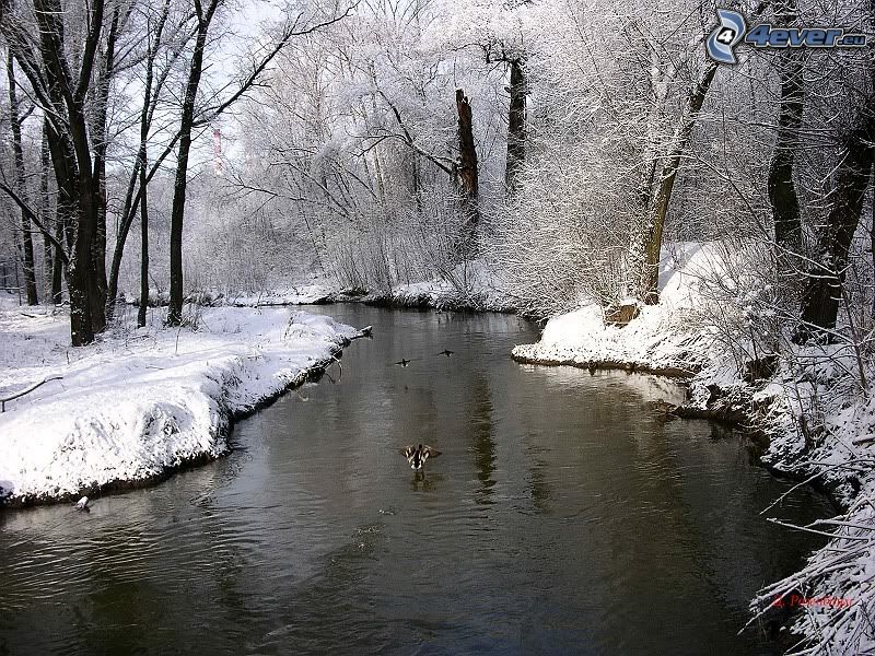 winter river, ducks, forest