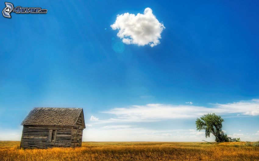 wooden house, lonely tree, cloud, blue sky, yellow grass