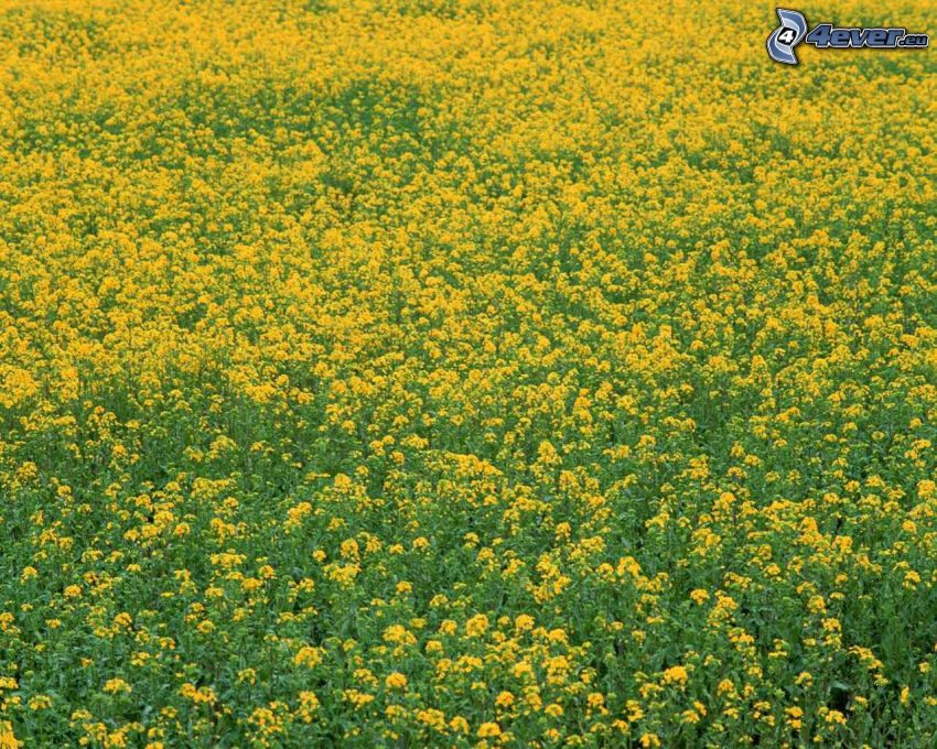yellow flowers, summer meadow, field