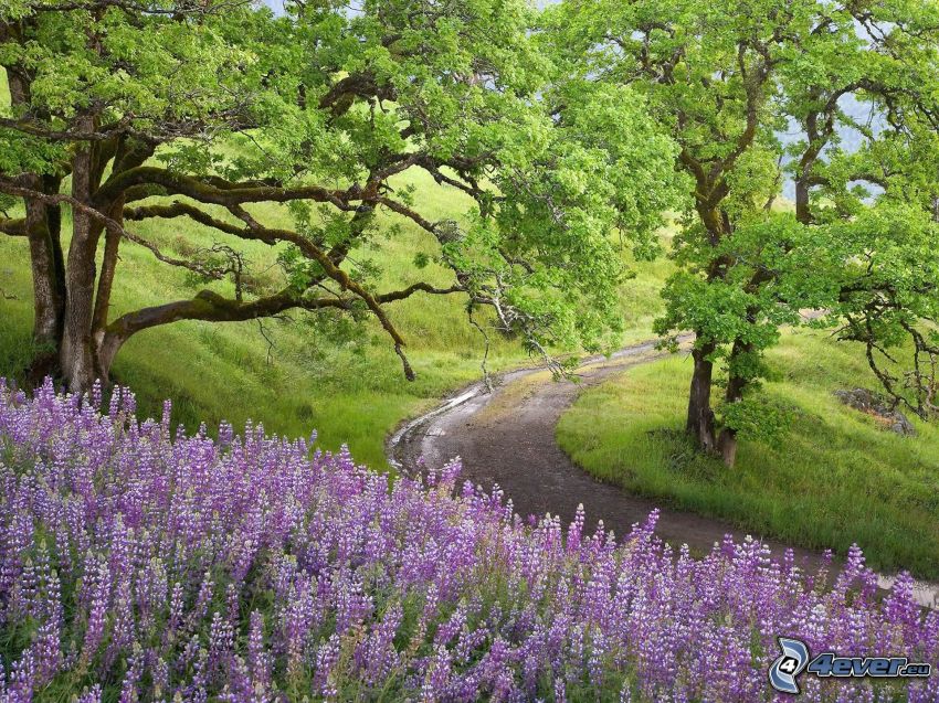 lavender, field path, green trees