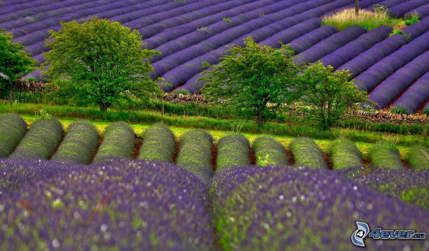 lavender field, trees
