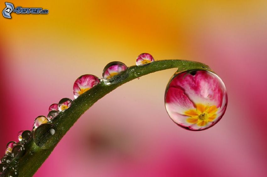 leaf, drops of water, pink flowers, macro