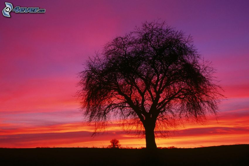 lonely tree, after sunset, silhouette of tree, purple sky