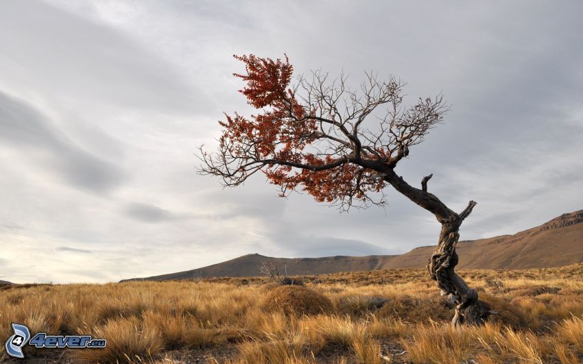 lonely tree, dry tree, meadow