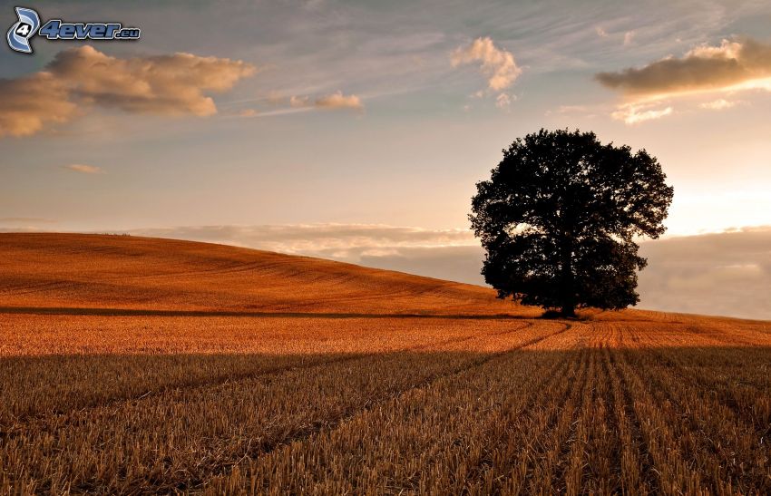 lonely tree, field, clouds
