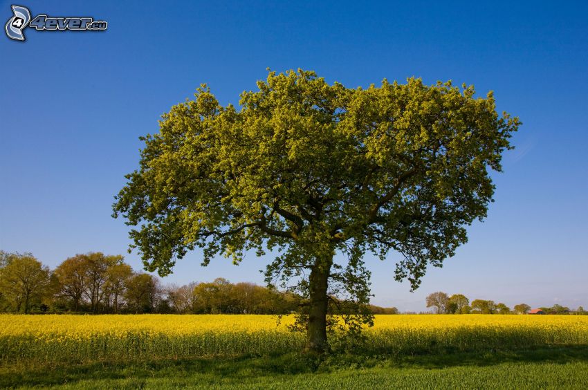 lonely tree, field