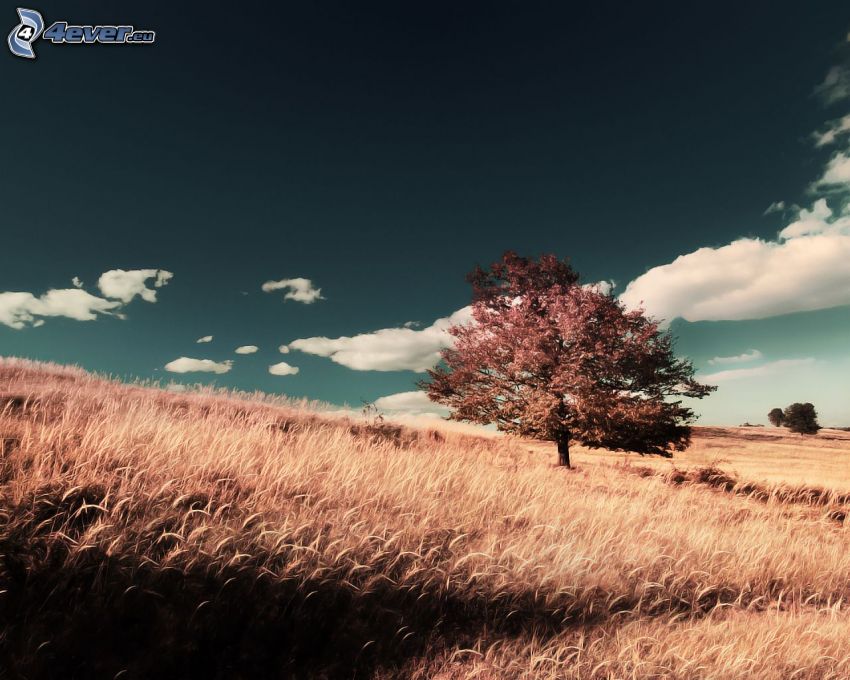 lonely tree, meadow, clouds