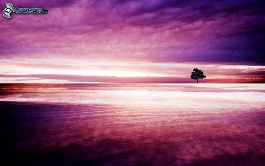 lonely tree, meadow, purple sky