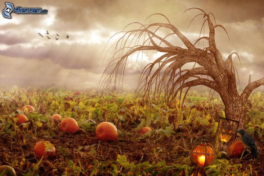 lonely tree, pumpkins