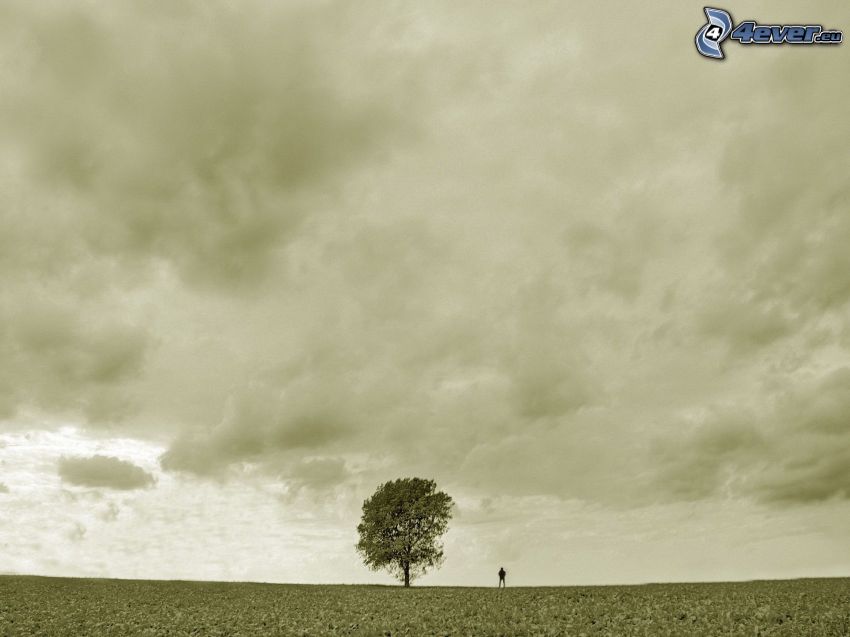 lonely tree, sky, meadow