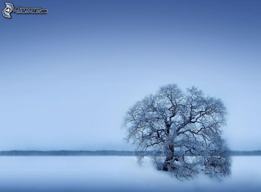 lonely tree, snowy tree, snowy landscape