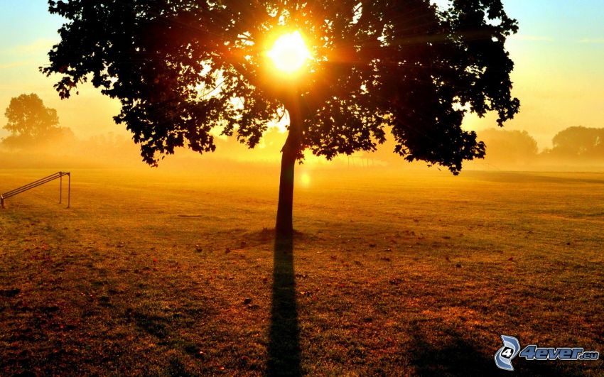 lonely tree, sun