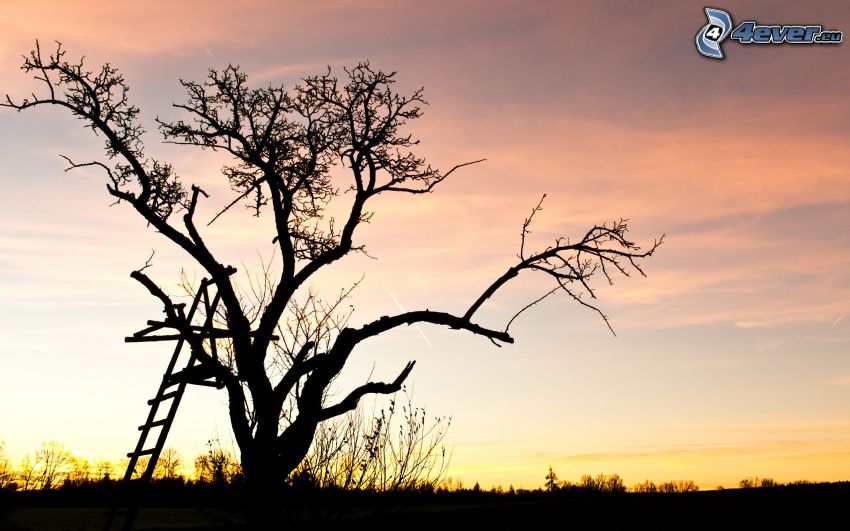 lonely tree, tree stand, silhouette of tree, after sunset