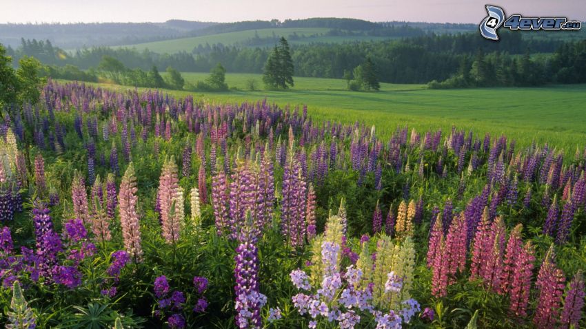 lupins, meadow, coniferous forest
