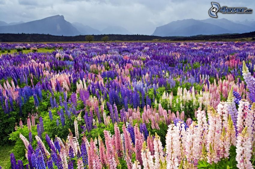 lupins, mountain, meadow