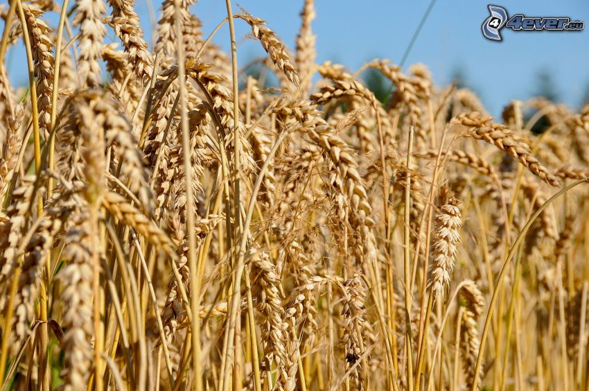mature wheat field