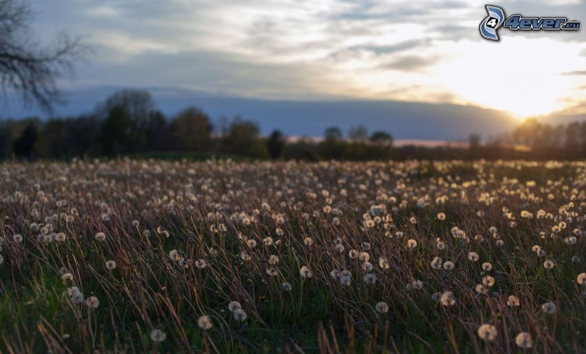 meadow, flowering dandelions