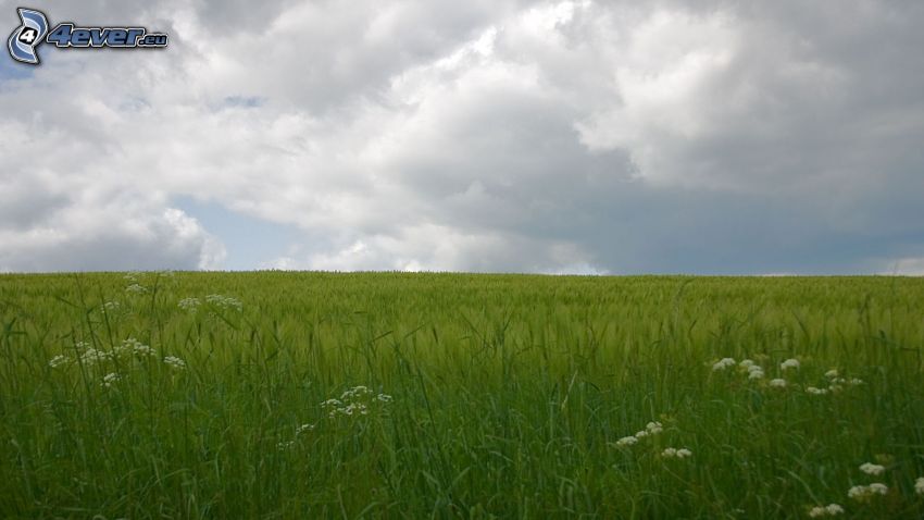meadow, grass, clouds