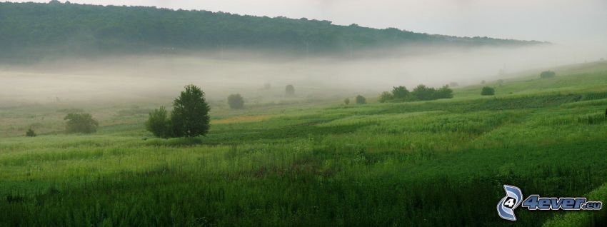 meadow, ground fog, forest, panorama