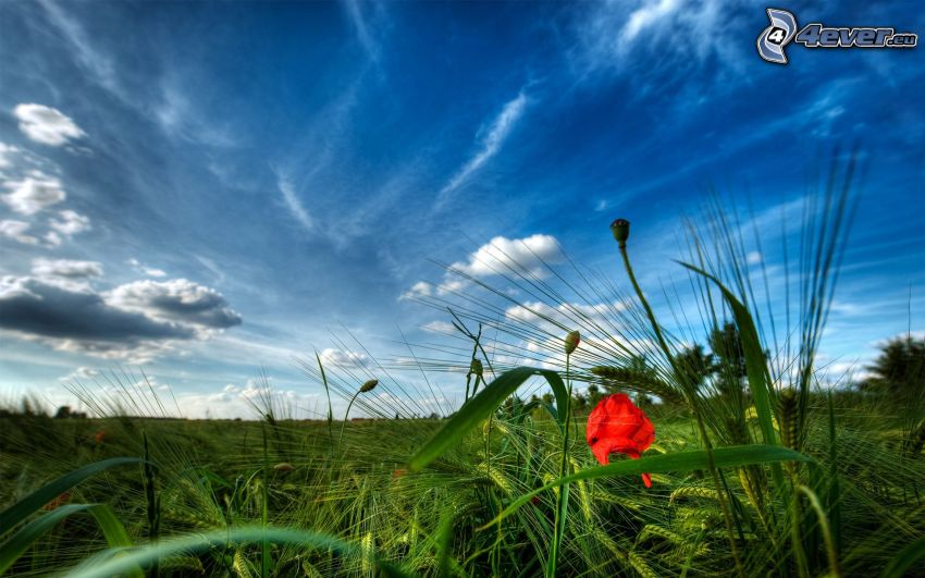 meadow, papaver rhoeas, sky