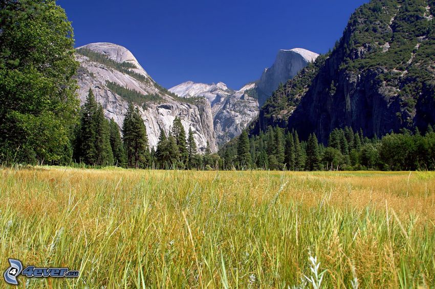 meadow, Yosemite National Park