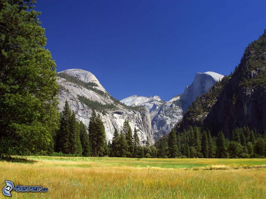 meadow in Yosemite National Park, mountains