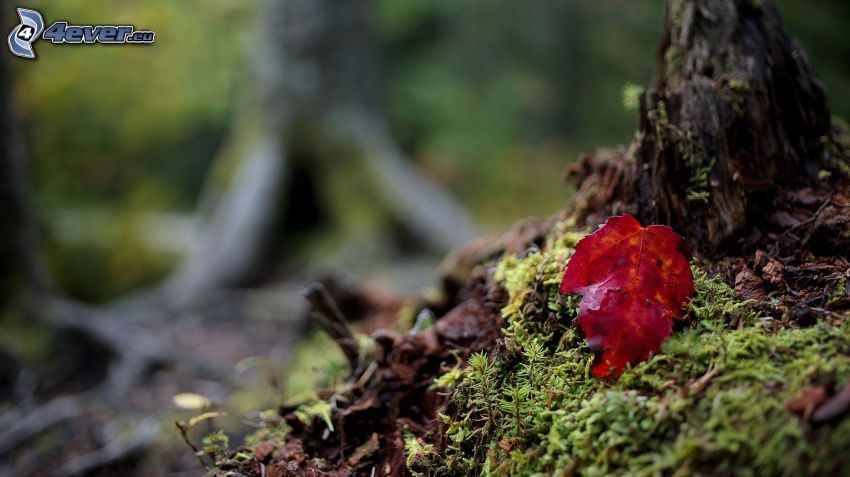 moss, red leaf, forest