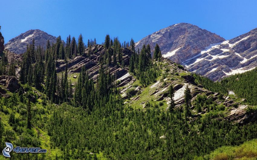 mountain, forest, rocky mountains
