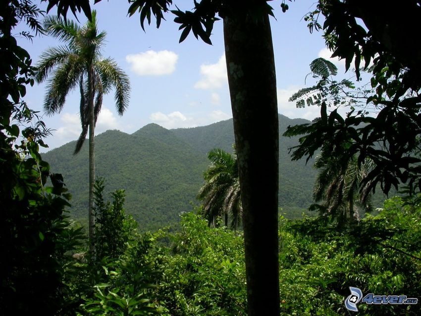 mountains, palm trees, forest